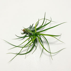 Tillandsia - Sunglow