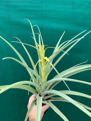 Tillandsia - capitata ‘Tall Yellow’ ex. OM