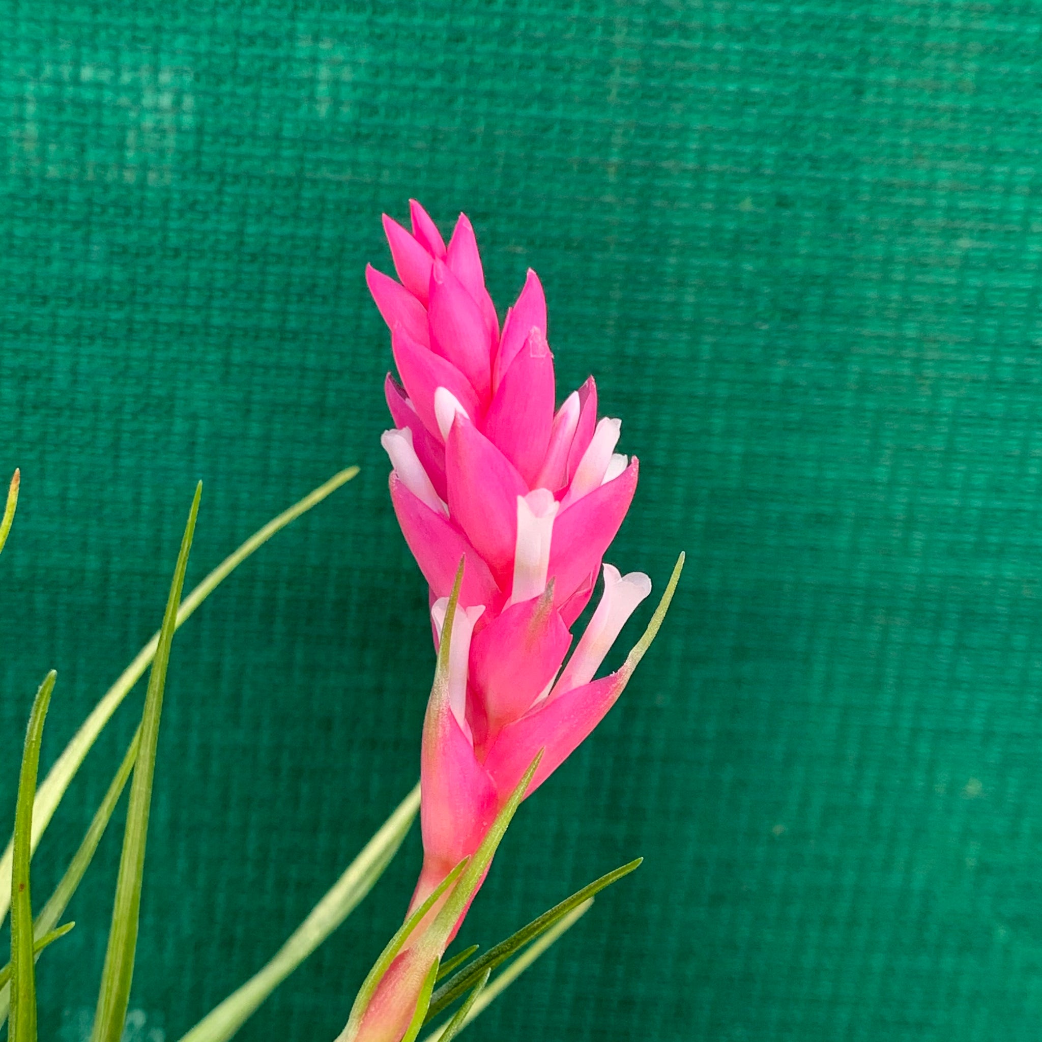 emerald forest air plant Tillandsia - tenuifolia 'Emerald Forest' ex. CC