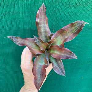 Cryptanthus - Kakadu