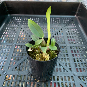 Orchid - Dendrobium Seedling ‘Rutherford Blushing Bride X Self’