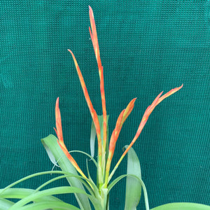 Tillandsia - Flabellata