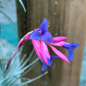 Tillandsia - Aeranthos Small Purple ex. Germany