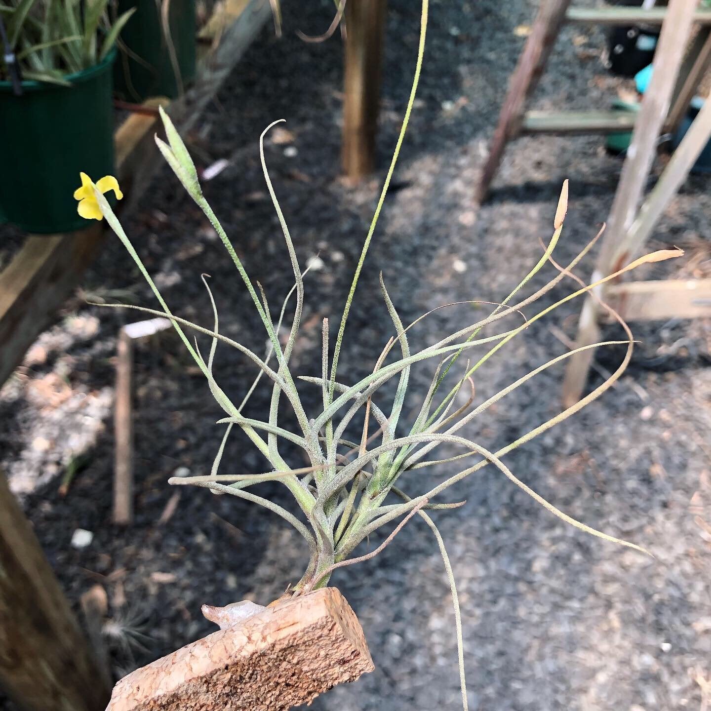 Tillandsia - crocata x mallemontii (Fragrant)