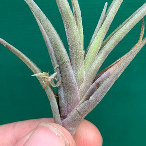 Tillandsia - Margarite ex. PT