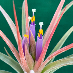 Tillandsia - Silver Surprise NEW