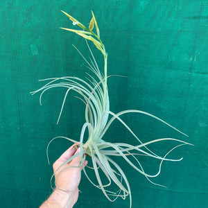 Tillandsia - lorentziana