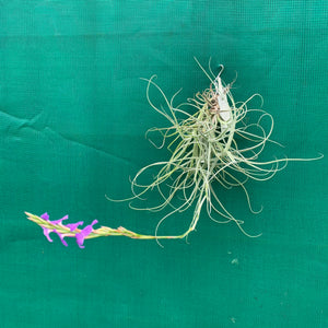 Tillandsia - arhiza ex. UWE (Fragrant)