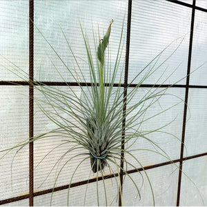 Tillandsia - Milk Junket NEW