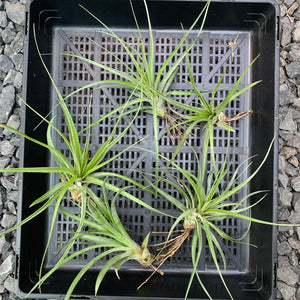 Tillandsia - capitata x fasciculata ex. DC