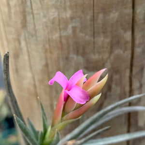 Tillandsia - argentina