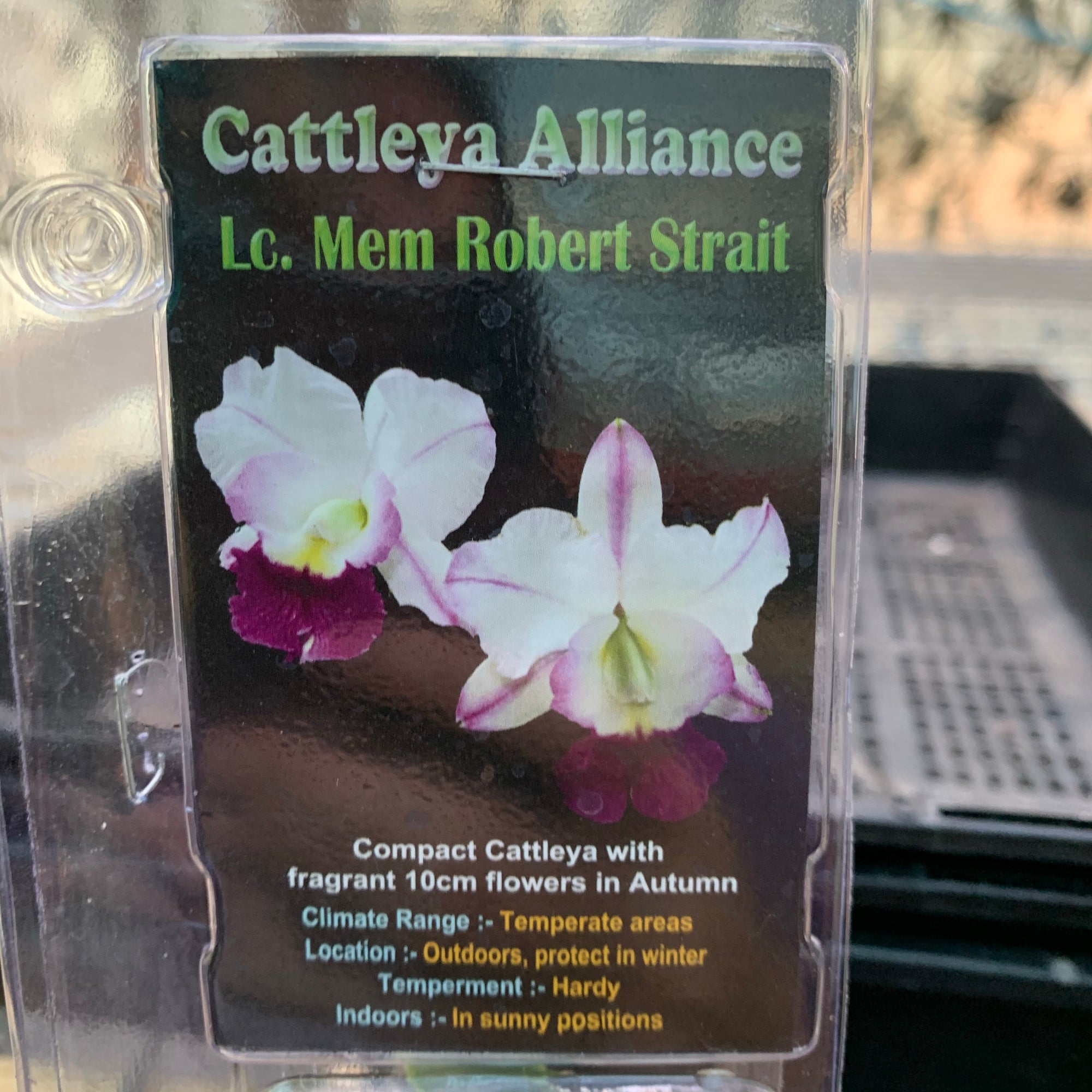 Orchid - Cattleya Alliance ‘Lc. Mem Robert Straight’