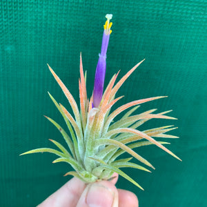 Tillandsia - ionantha ‘Tall Orange’ ex. BD