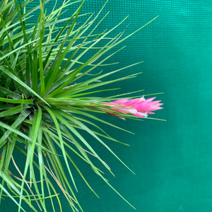 Tillandsia - Repton ex. PT