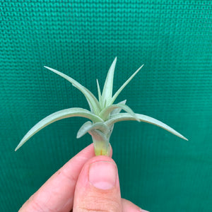 Tillandsia - aeranthos ‘Recurved Leaf’ ex. FE