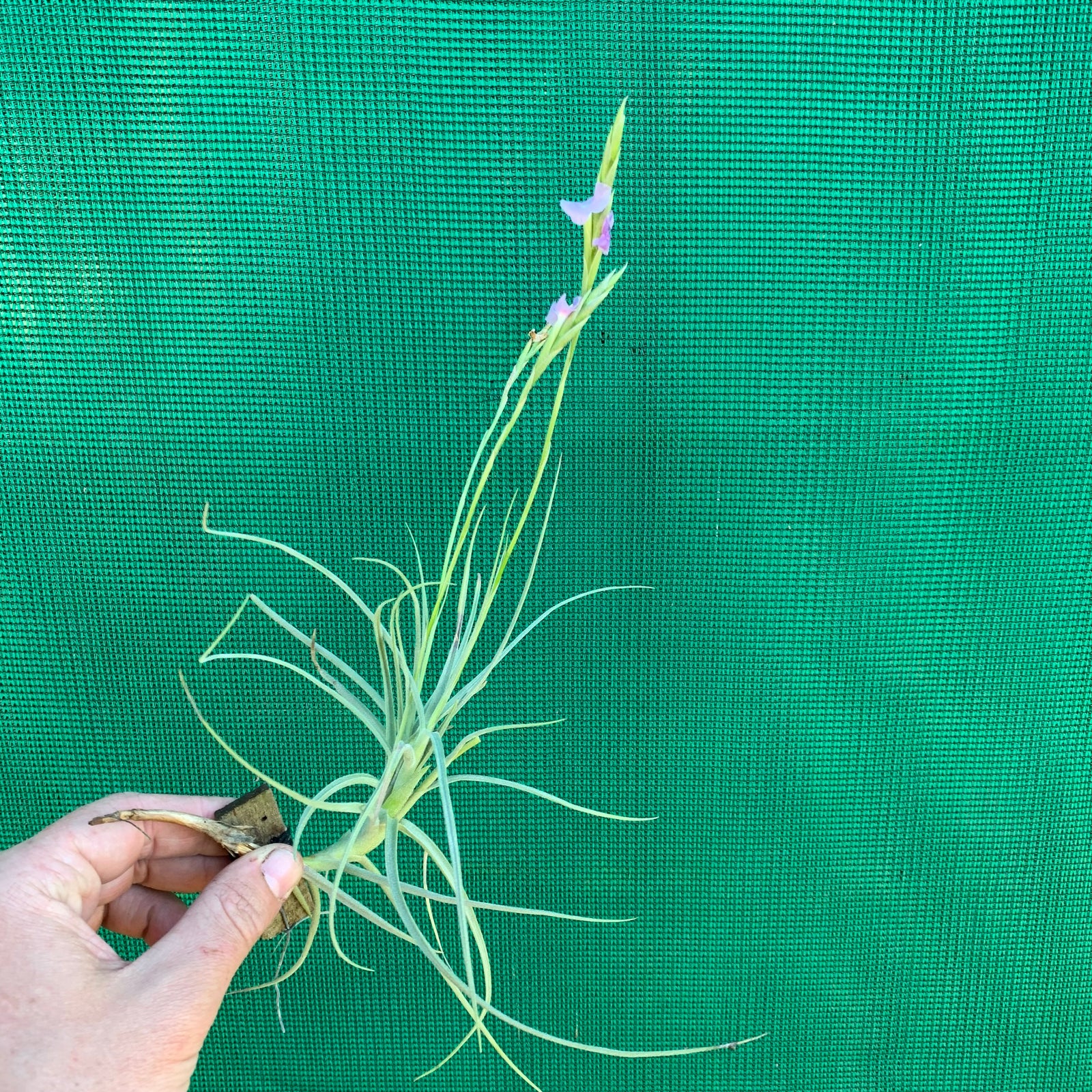 Tillandsia - Blue Moon (Fragrant)
