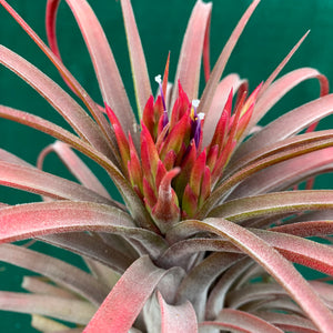 Tillandsia - Eric The Red