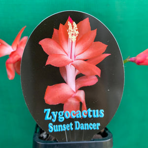 Zygocactus Sunset Dancer