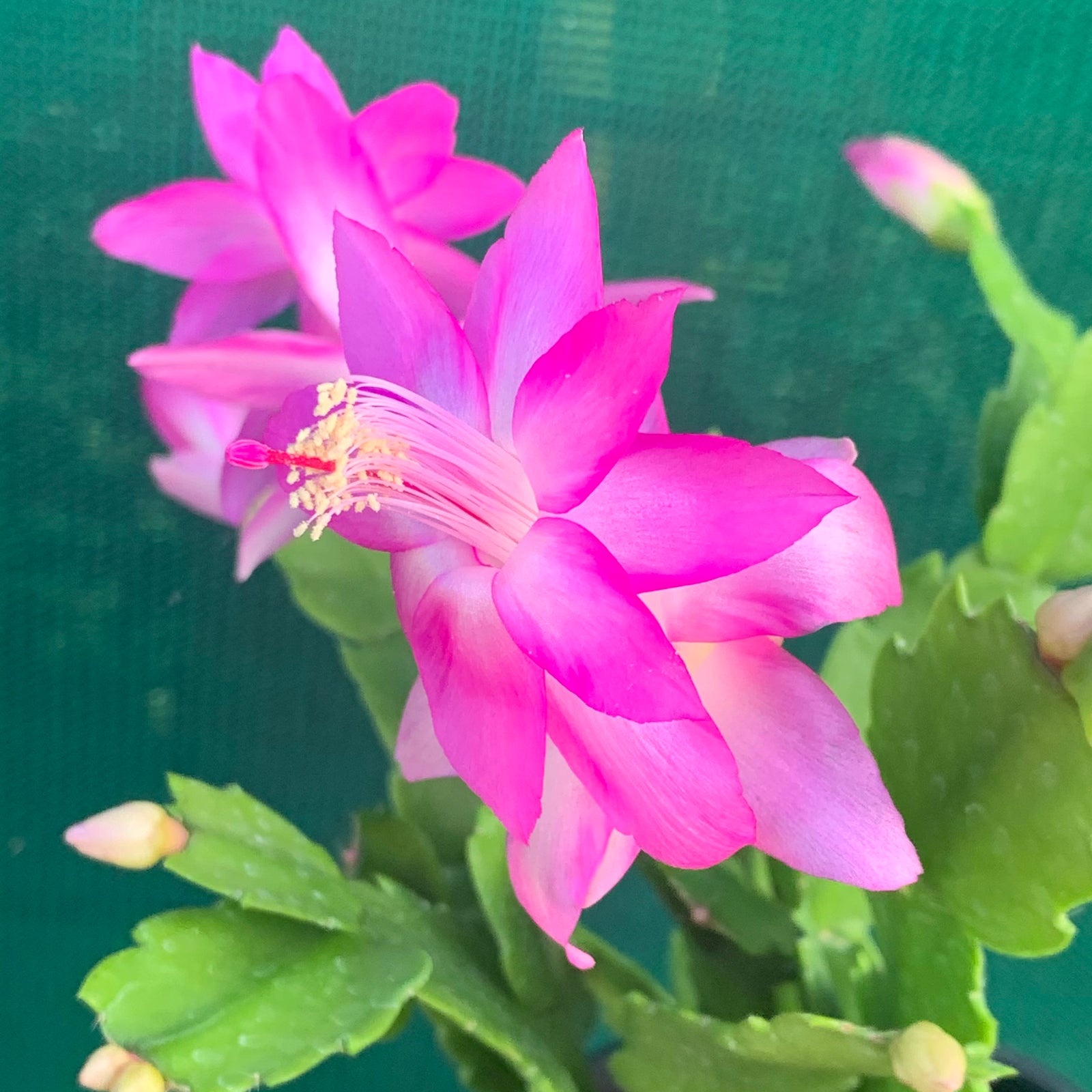 Zygocactus Rosa Palido