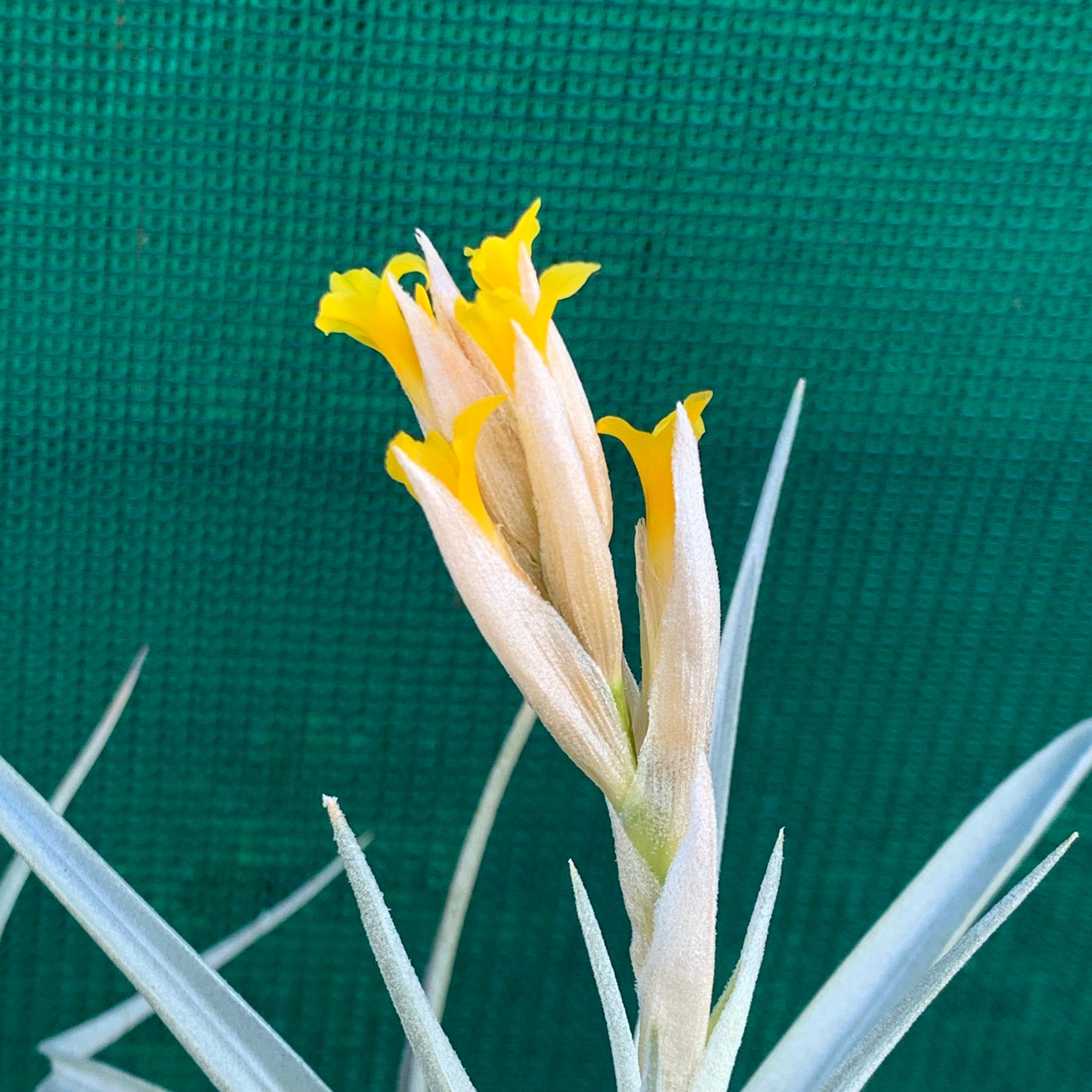 yellow air plant Tillandsia - ixioides