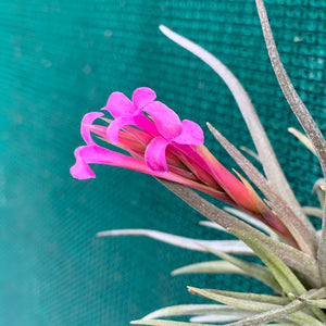 Tillandsia - argentina