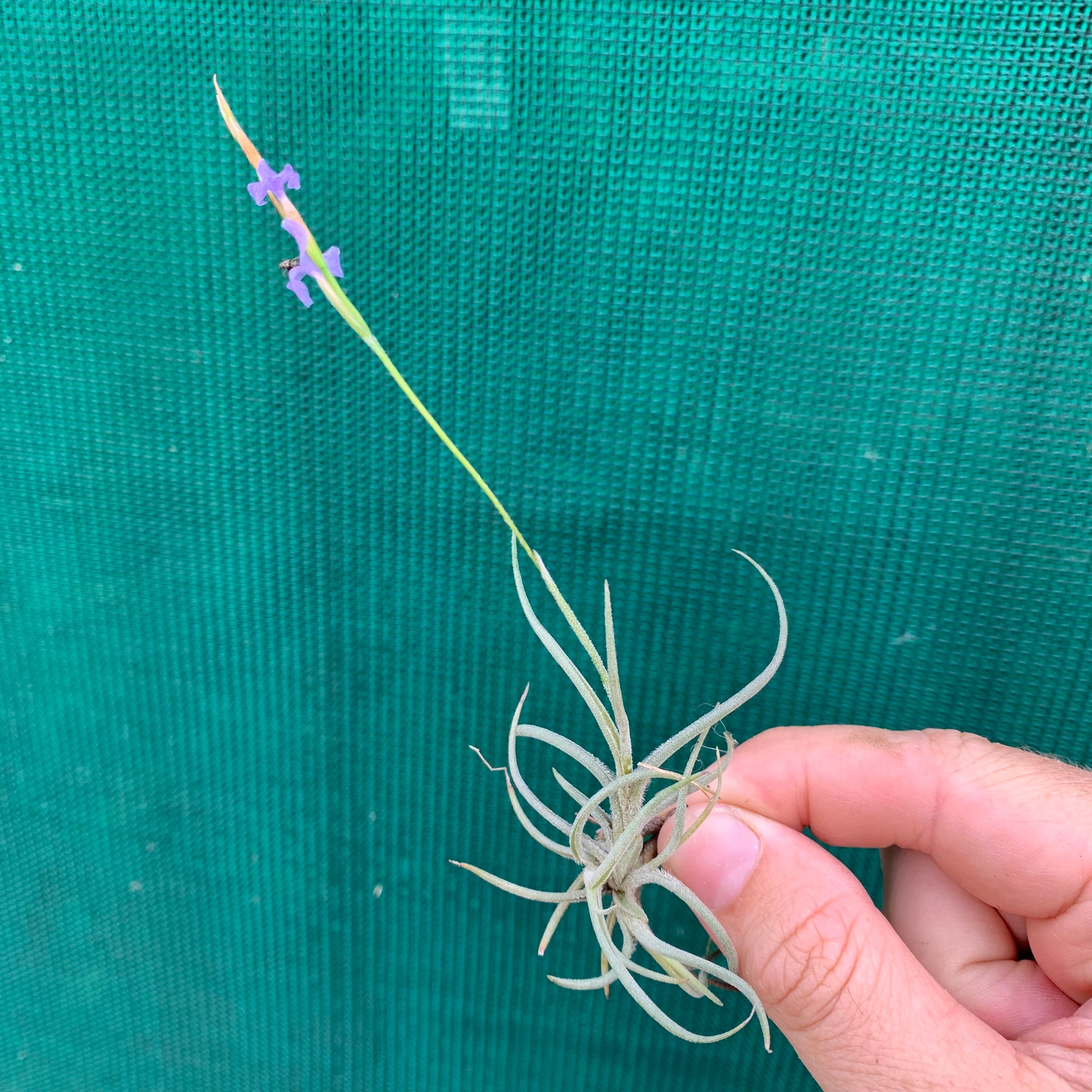 Tillandsia - bandensis (Fragrant)