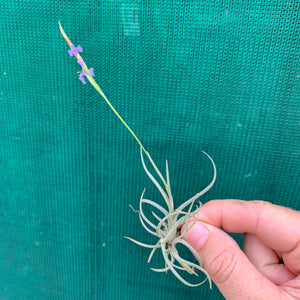 Tillandsia - bandensis (Fragrant)