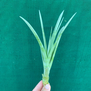 Tillandsia - capitata ‘Tall Yellow’ ex. OM