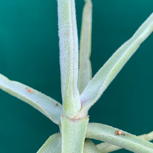 Tillandsia - streptocarpa ‘Giant Flower Seedling’ (Fragrant) NEW