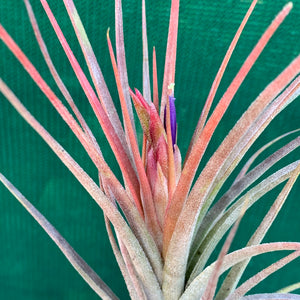 Tillandsia - Califano ‘PB20’