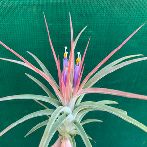 Tillandsia - Silver Surprise NEW