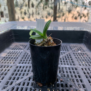 Orchid - Vanda Mericlone ‘V. Pachara Delight Blue’