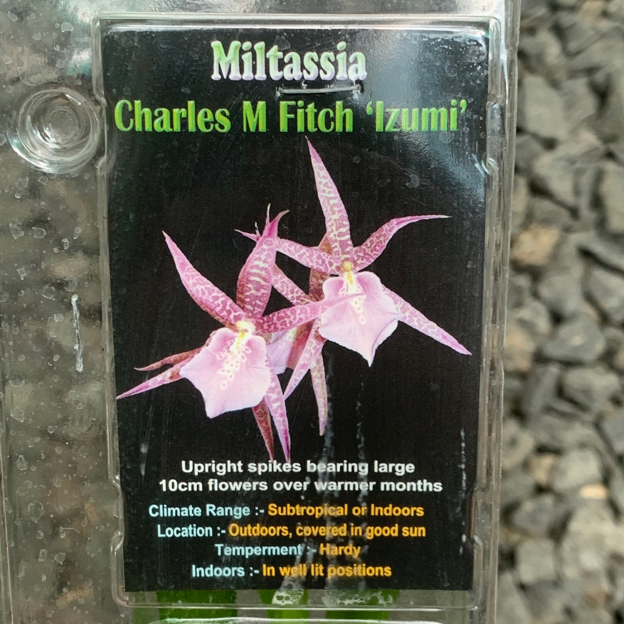 Orchid - Miltassia Charles M Fitch ‘Izumi’
