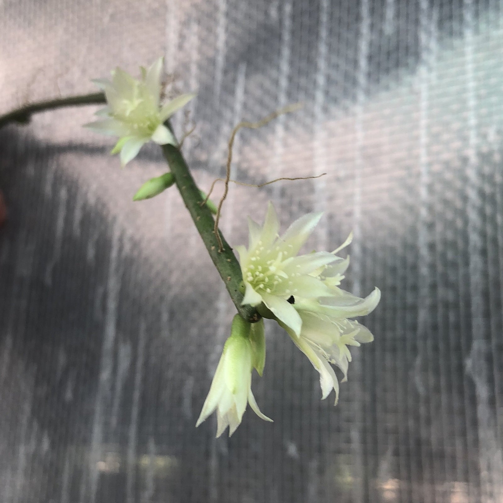 Rhipsalis lumbricoides - R43