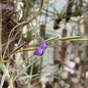 Tillandsia - caerulea (Fragrant)