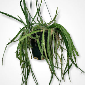 Lepismium Cruciforme Pink - R40