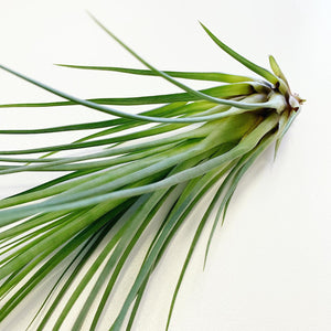 Tillandsia - punctulata ex. CC
