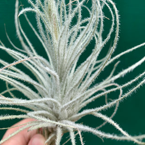 Tillandsia - Tectorum ‘Enano’