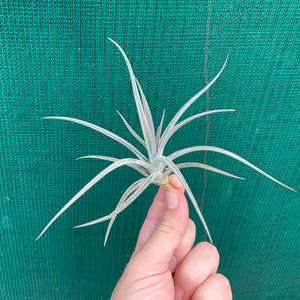 Tillandsia - toropiensis ‘Vila Velma’