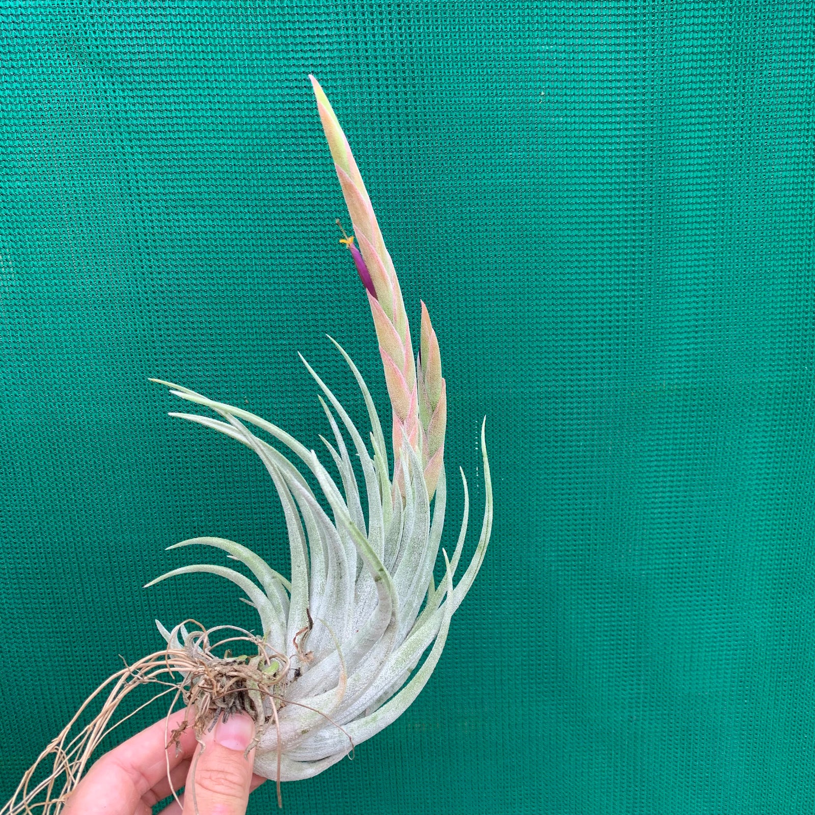 Tillandsia - mitlaensis ex. CC