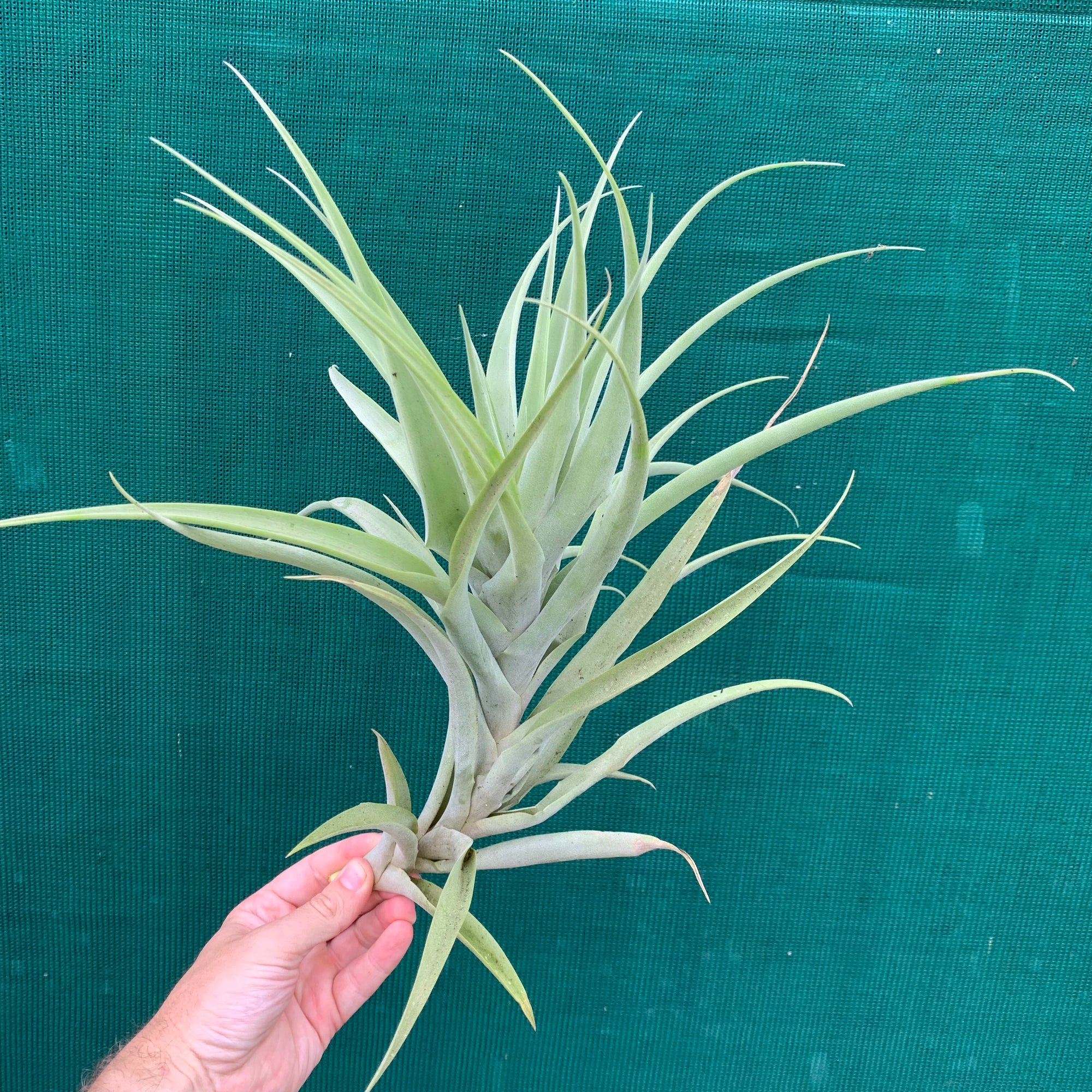 Tillandsia - divaricata ex. CC