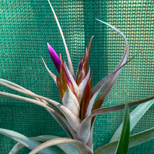 Tillandsia - Jackie Loinaz