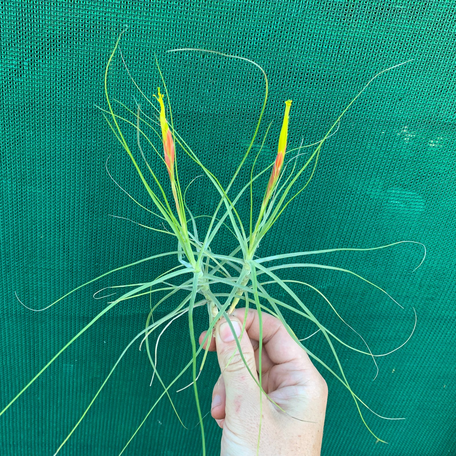 Tillandsia - schiedeana