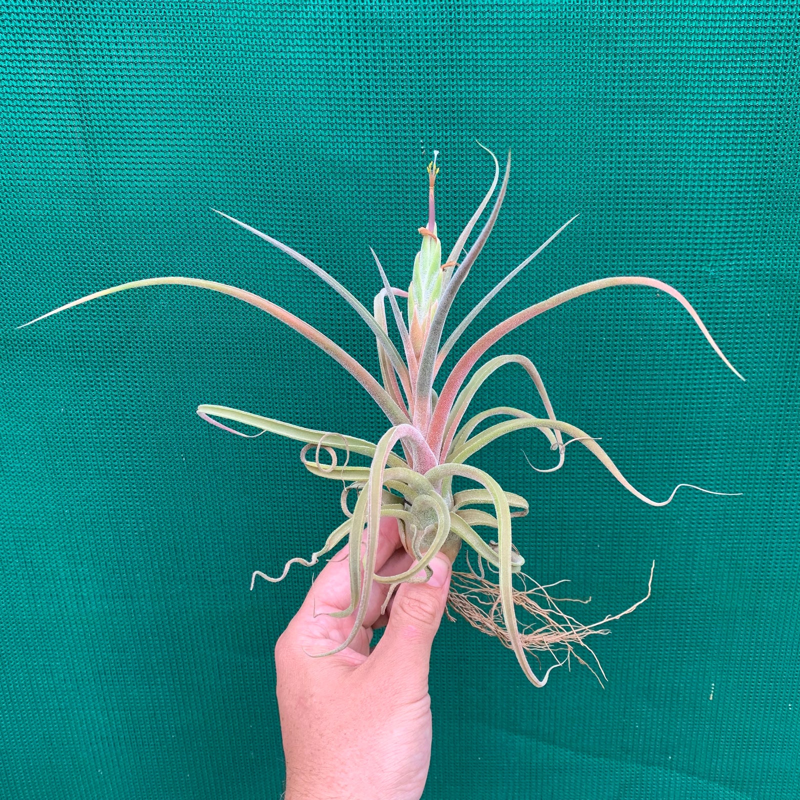 Tillandsia - streptophylla x pruinosa