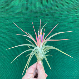 Tillandsia - Silver Surprise NEW