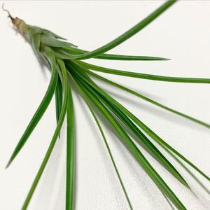 Tillandsia - tricolor