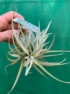 Tillandsia - Veronica's Mariposa ex. GA