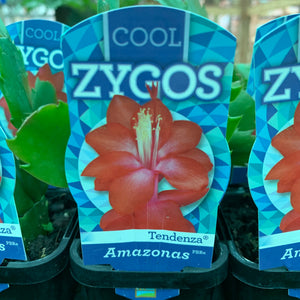 Zygocactus Amazonas