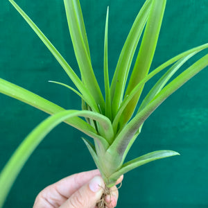 Tillandsia - Flabellata