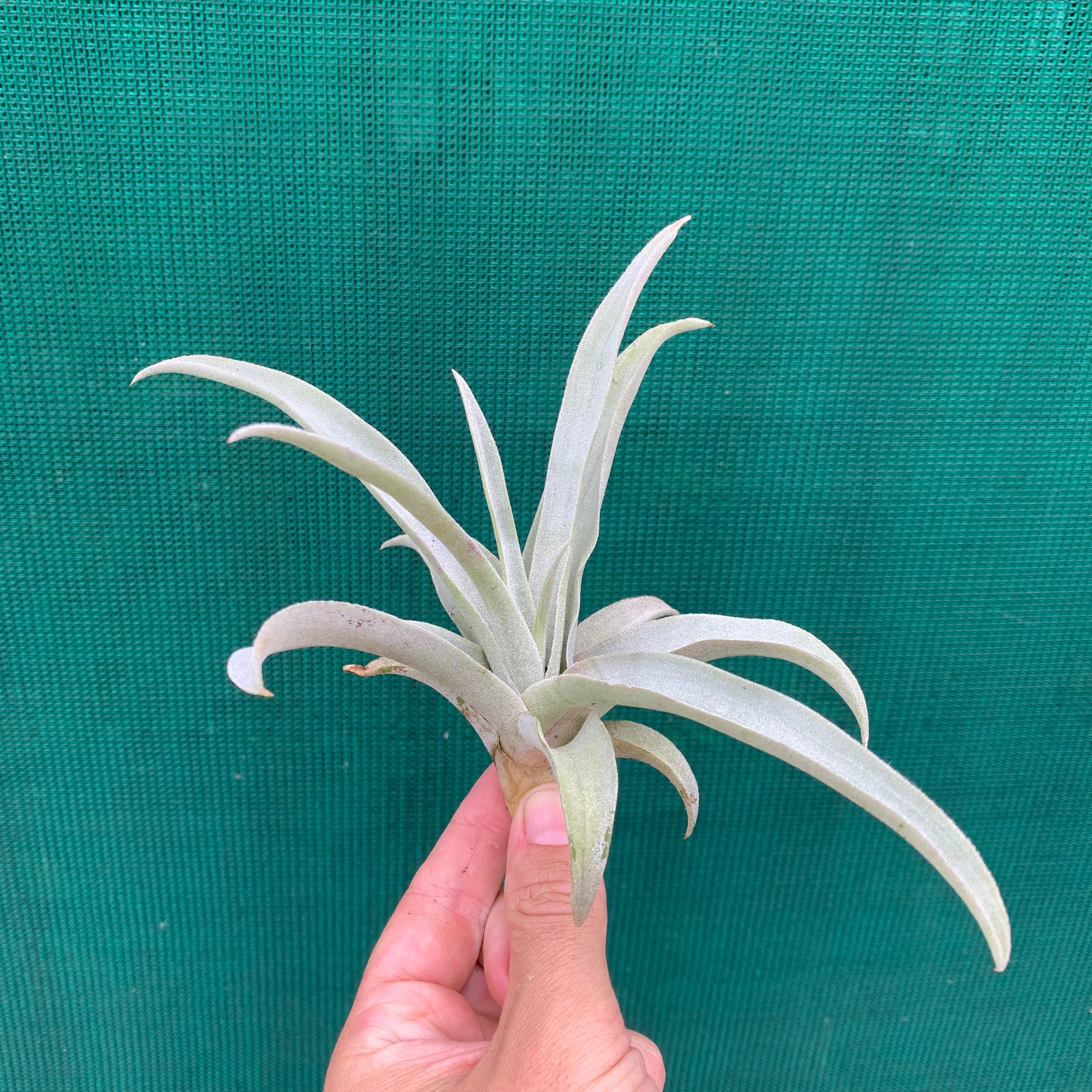 Tillandsia - mima ex. PT - Air Plant Decor